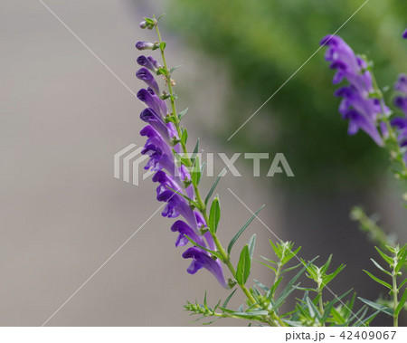 コガネバナ コガネバナ 42409067