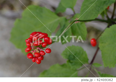 オタネニンジン(朝鮮人参)の実 オタネニンジン(朝鮮人参)の実 42409362