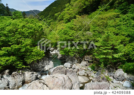 高知県仁淀川町　仁淀川支流岩屋渓谷の新緑 42409388