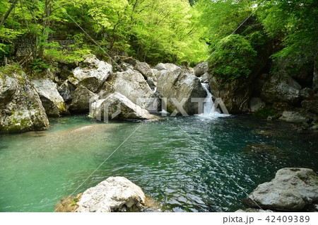 高知県仁淀川町　仁淀川支流岩屋渓谷の新緑 42409389
