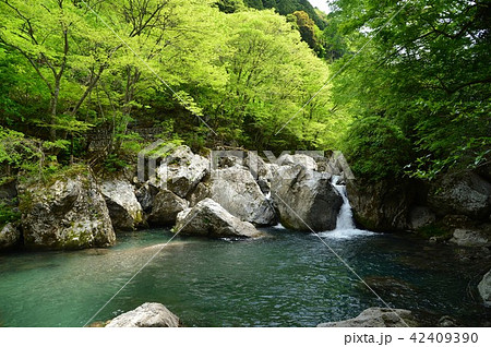 高知県仁淀川町 仁淀川支流岩屋渓谷の新緑 高知県仁淀川町 仁淀川支流岩屋渓谷の新緑 42409390
