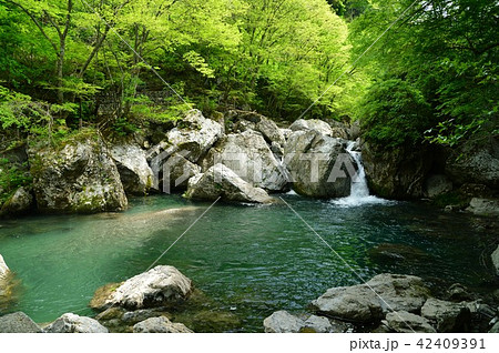 高知県仁淀川町 仁淀川支流岩屋渓谷の新緑 高知県仁淀川町 仁淀川支流岩屋渓谷の新緑 42409391