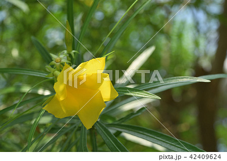 キバナキョウチクトウ 42409624