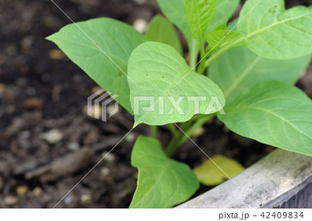 ベラドンナ 42409834