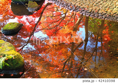大田黒公園の紅葉 大田黒公園の紅葉 42410398