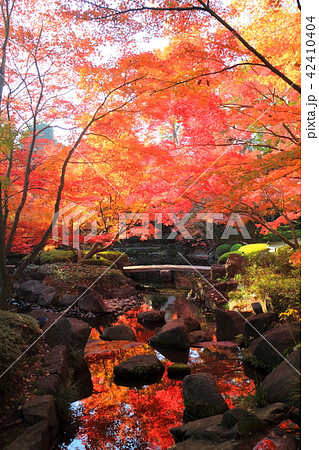 大田黒公園の紅葉 大田黒公園の紅葉 42410404