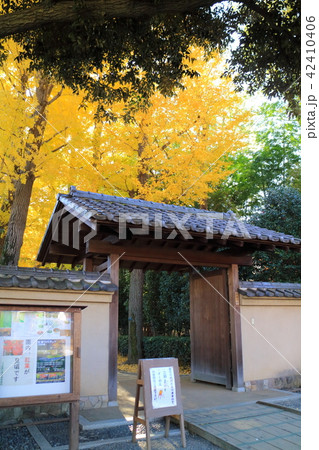 大田黒公園の紅葉 大田黒公園の紅葉 42410406