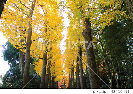 大田黒公園の紅葉 大田黒公園の紅葉 42410411