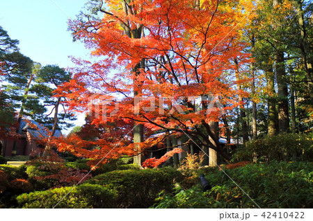 大田黒公園の紅葉 42410422