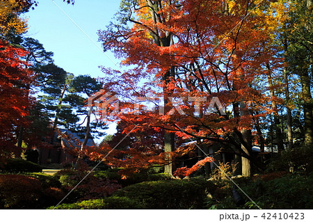 大田黒公園の紅葉 42410423