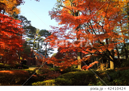 大田黒公園の紅葉 42410424