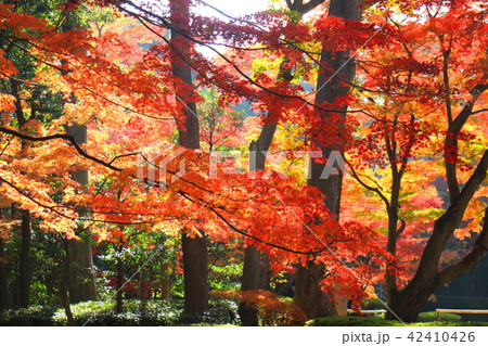大田黒公園の紅葉 42410426