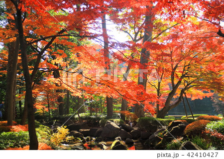 大田黒公園の紅葉 大田黒公園の紅葉 42410427