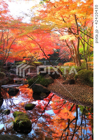 大田黒公園の紅葉 大田黒公園の紅葉 42410430