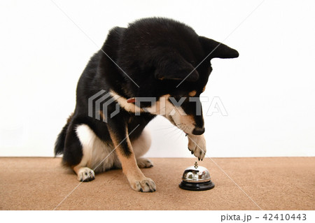 ベルを鳴らす柴犬 42410443
