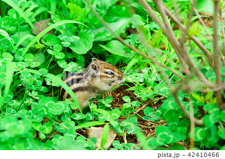 りす物語 42410466