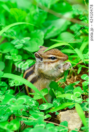 りす物語 りす物語 42410478