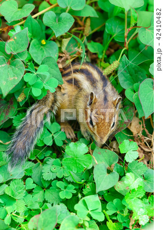 りす物語 42410482