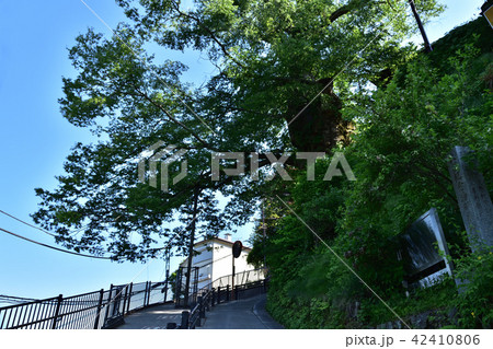 武蔵御嶽神社・御岳の神代ケヤキ 武蔵御嶽神社・御岳の神代ケヤキ 42410806