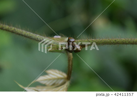 マルカメムシ マルカメムシ 42411357