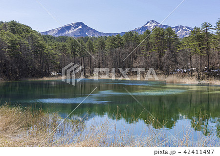 陽春の五色沼の瑠璃沼 陽春の五色沼の瑠璃沼 42411497