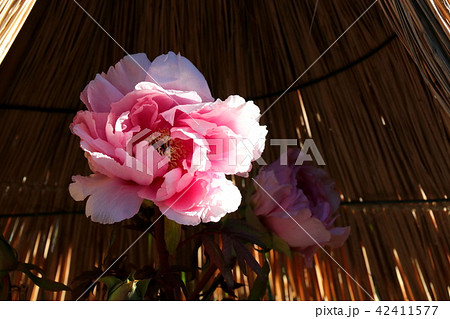 寒牡丹 寒牡丹 42411577