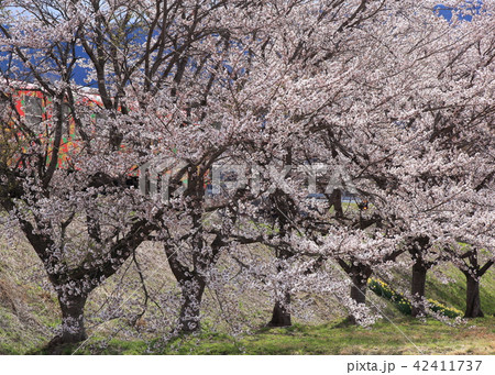 桜の中を走るフラワー長井線 桜の中を走るフラワー長井線 42411737