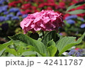 京都【三室戸寺のあじさい】 42411787