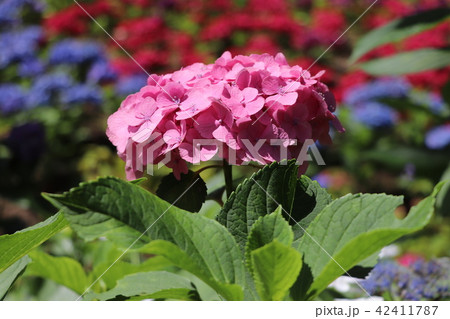 京都【三室戸寺のあじさい】 42411787