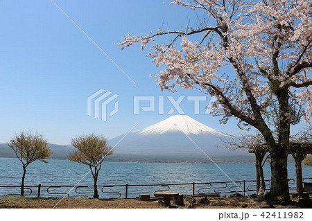 富士山とさくら 42411982
