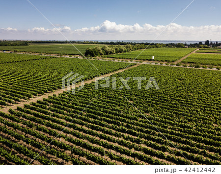Aerial top view from drone to vineyard Aerial top view from drone to vineyard 42412442