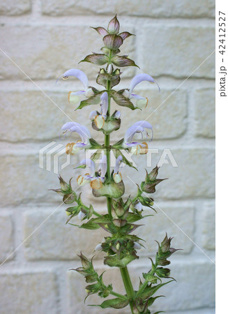 クラリセージ クラリセージ 42412527