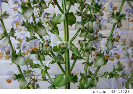 クラリセージ 42412528