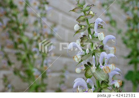 クラリセージ 42412531