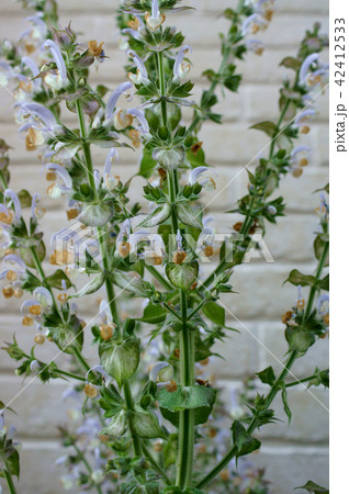 クラリセージ クラリセージ 42412533