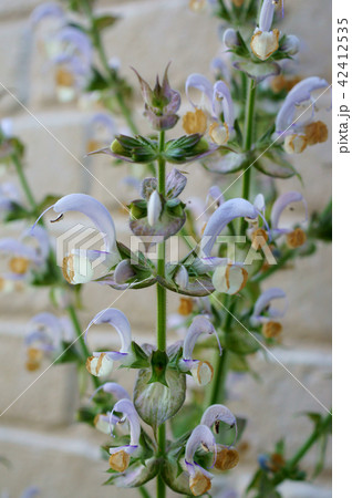 クラリセージ クラリセージ 42412535