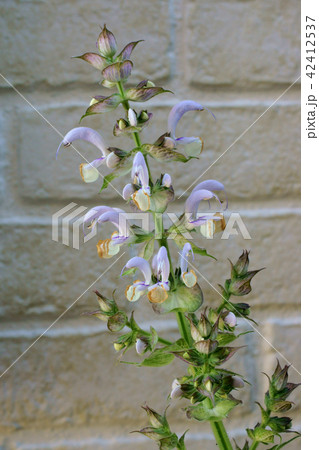 クラリセージ クラリセージ 42412537