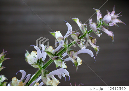 クラリセージ 42412540