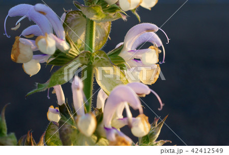 クラリセージ 42412549