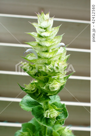 クラリセージ 咲き始め クラリセージ 咲き始め 42412560