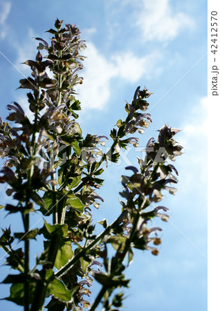 クラリセージ クラリセージ 42412570