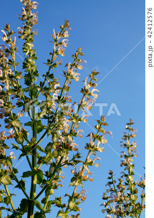 クラリセージ クラリセージ 42412576