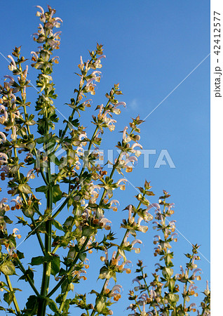 クラリセージ 42412577