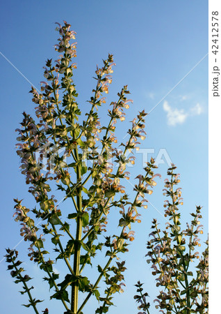 クラリセージ クラリセージ 42412578