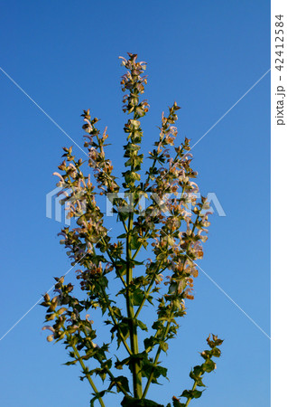 クラリセージ クラリセージ 42412584