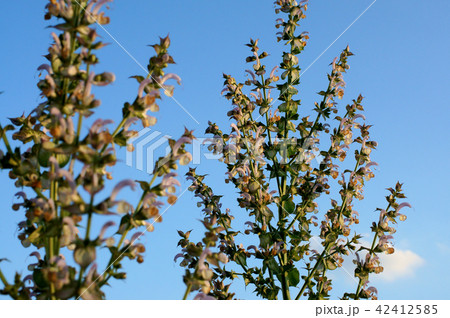 クラリセージ 42412585