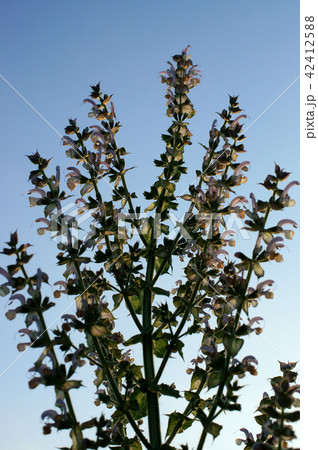 クラリセージ クラリセージ 42412588