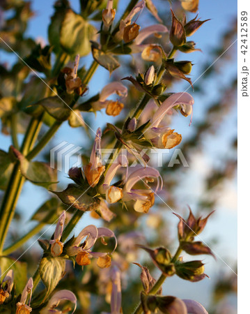 クラリセージ クラリセージ 42412589