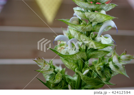 クラリセージ 42412594