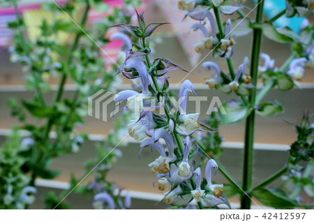 クラリセージ 42412597